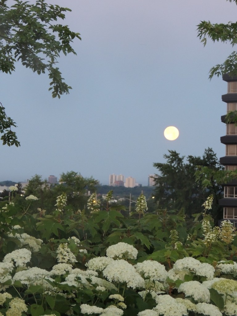 Aga Khan Park Full Moon Simerg