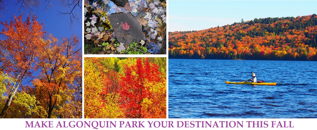 2020 Algonquin Park Foliage Simerg