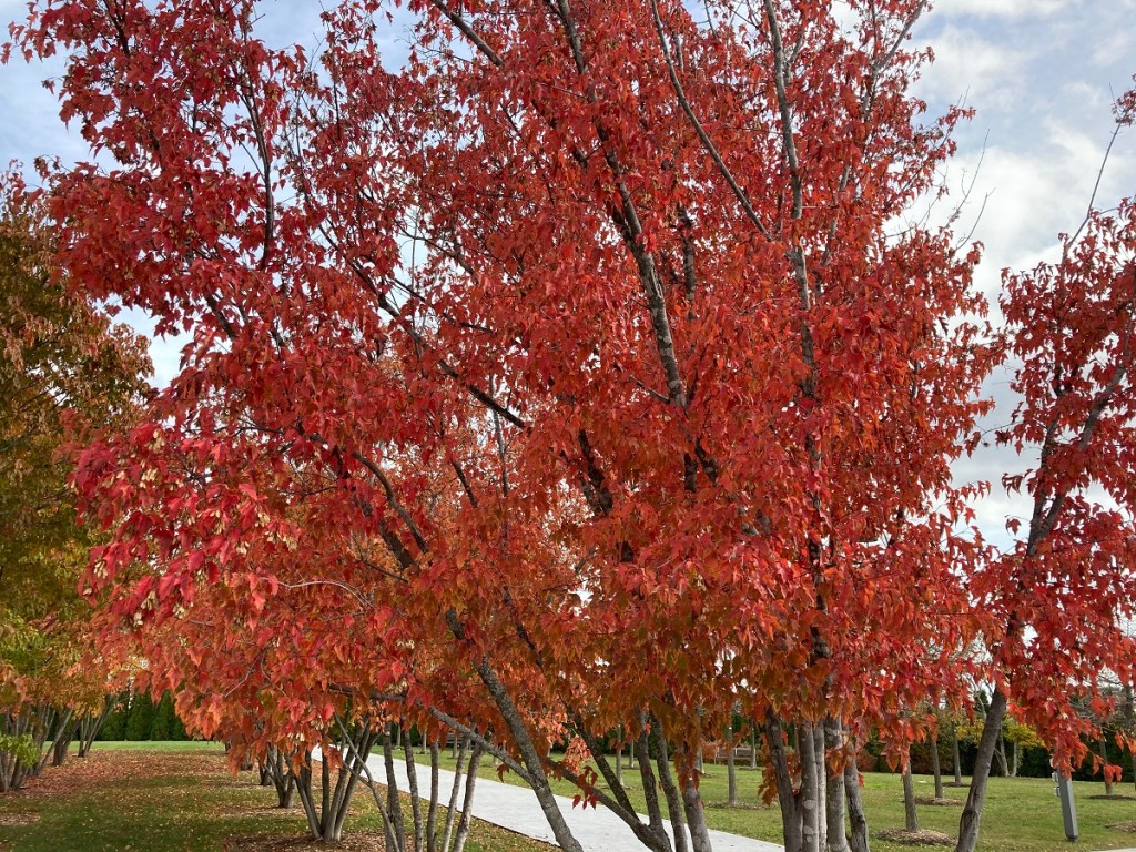 Aga Khan Park Autumn Foliage Malik Merchant