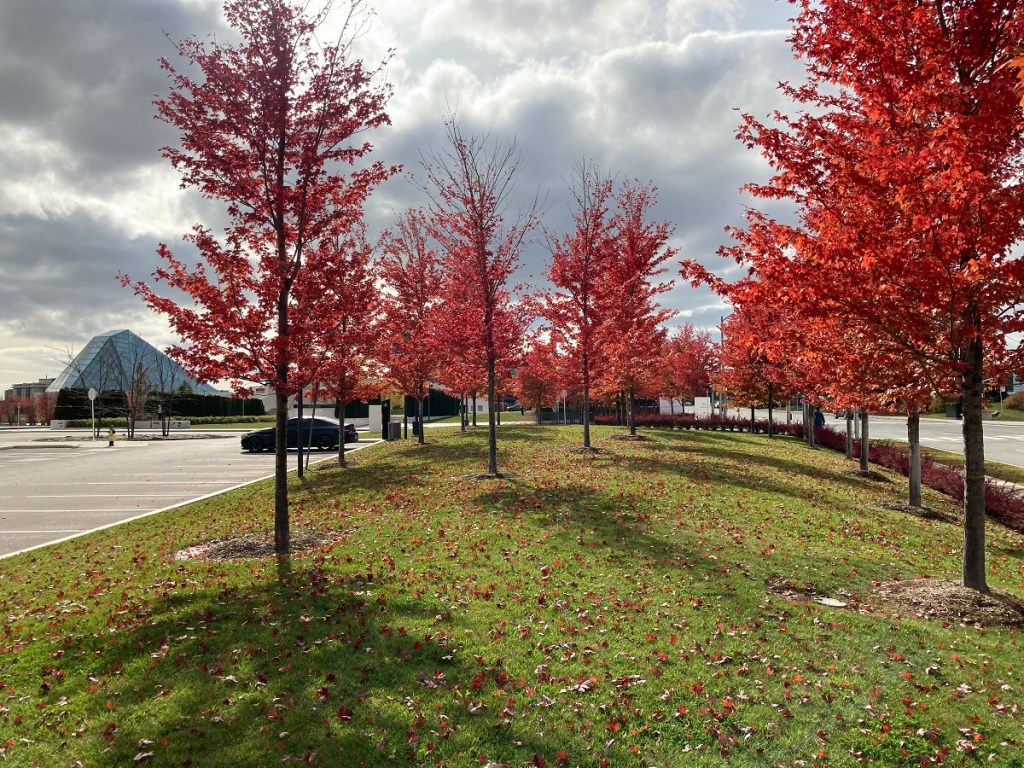 Red Maples Aga Khan Park
