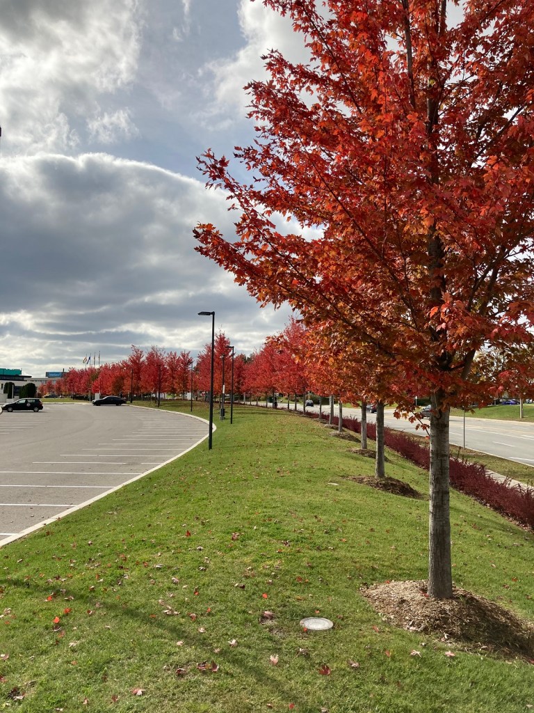 Red maples Aga Khan Park