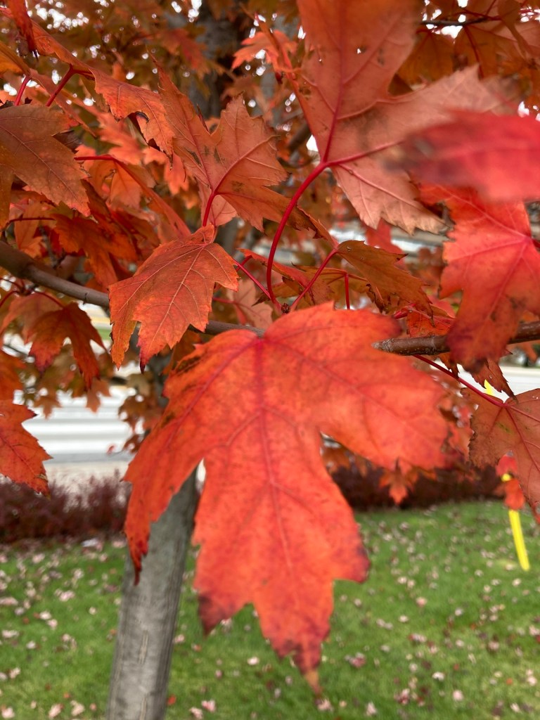 Close-up of vibrant orange autumn leaves on a tree, with a blurred background of grass and other foliage.