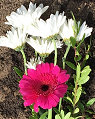 A close-up of a vibrant pink flower surrounded by white daisies and green leaves, set against a dark soil background.