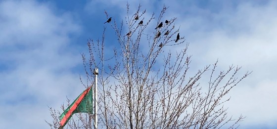 Aga Khan Park Ismaili Flag Birds