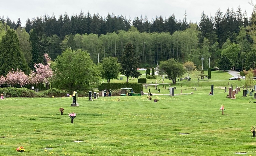 A serene view of a cemetery featuring lush green grass, gravestones, and trees, with a glimpse of blooming cherry blossoms in the foreground.