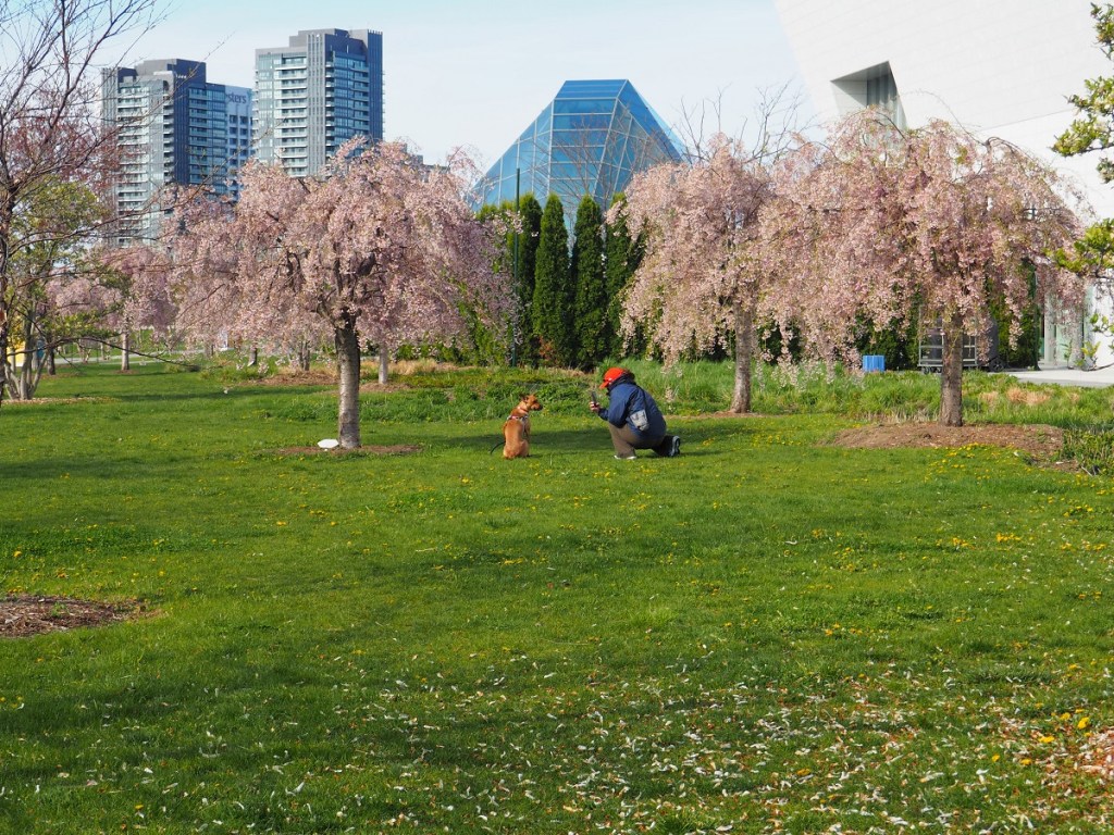 Aga Khan Park weeping cherry
