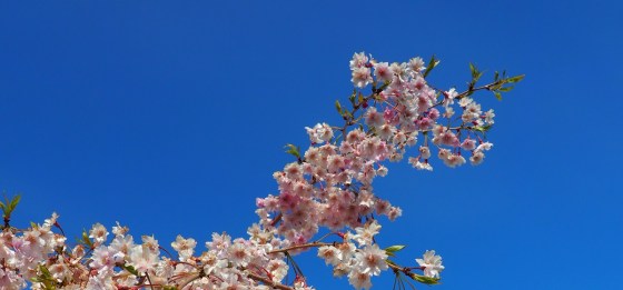 Weeping Cherry flowers at Aga Khan Park