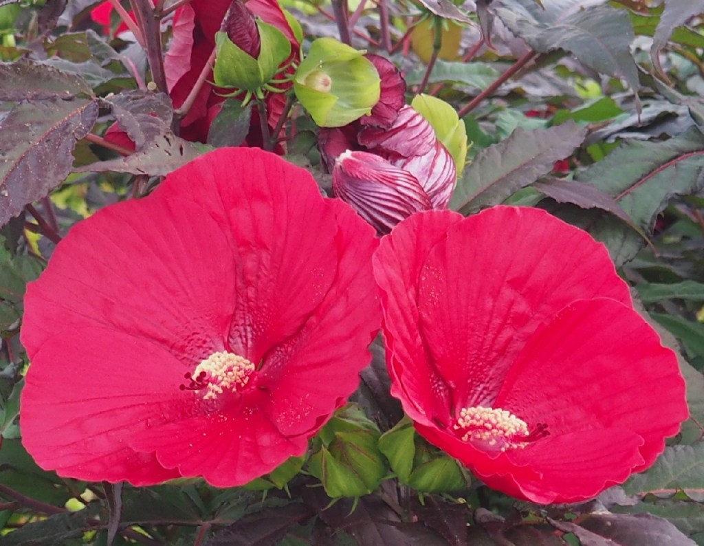Hibiscus Aga Khan Park Simerg Malik Merchant. August 22, 2021