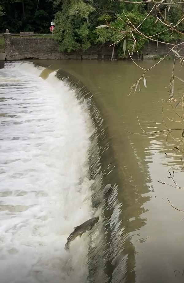 Chinook salmon leap  Étienne Brûlé Park, Toronto in October 2021.