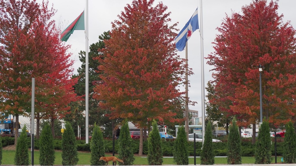 Fall colours, the Ismaili flag and a fox at Aga Khan Park.