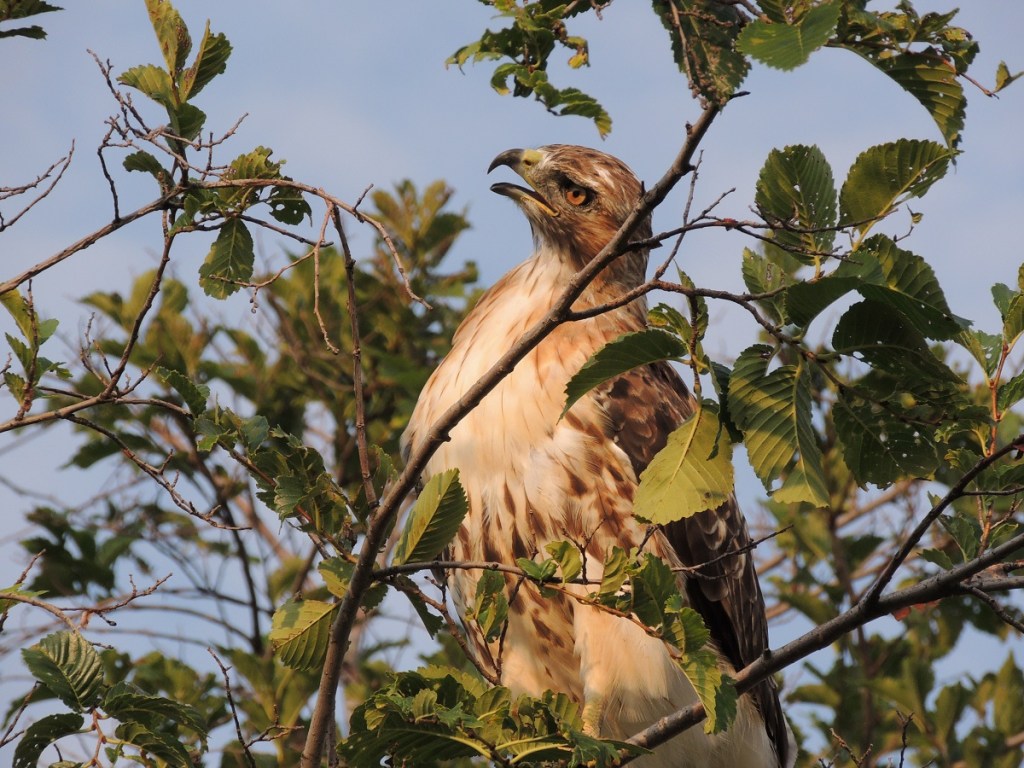Hawk at Aga Khan Park