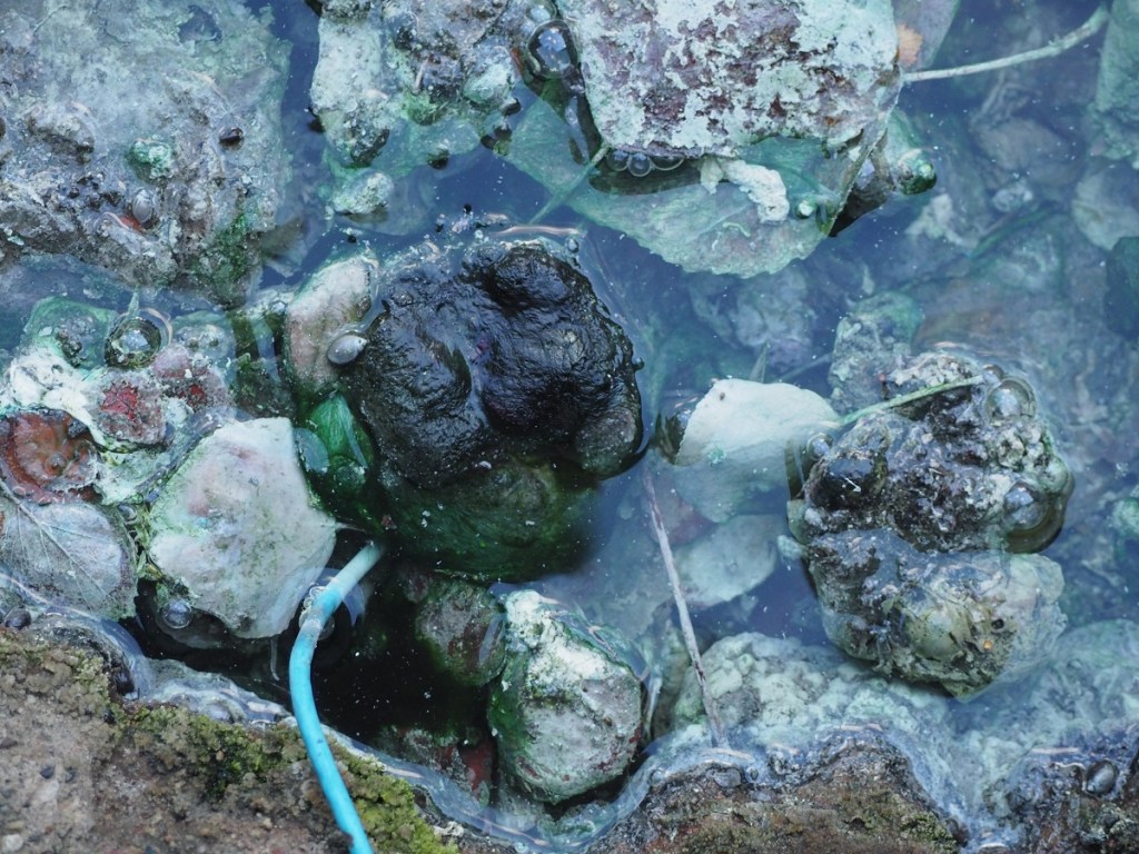 Close-up view of rocks and aquatic life in a sulphur spring, showcasing a variety of textures and colors.