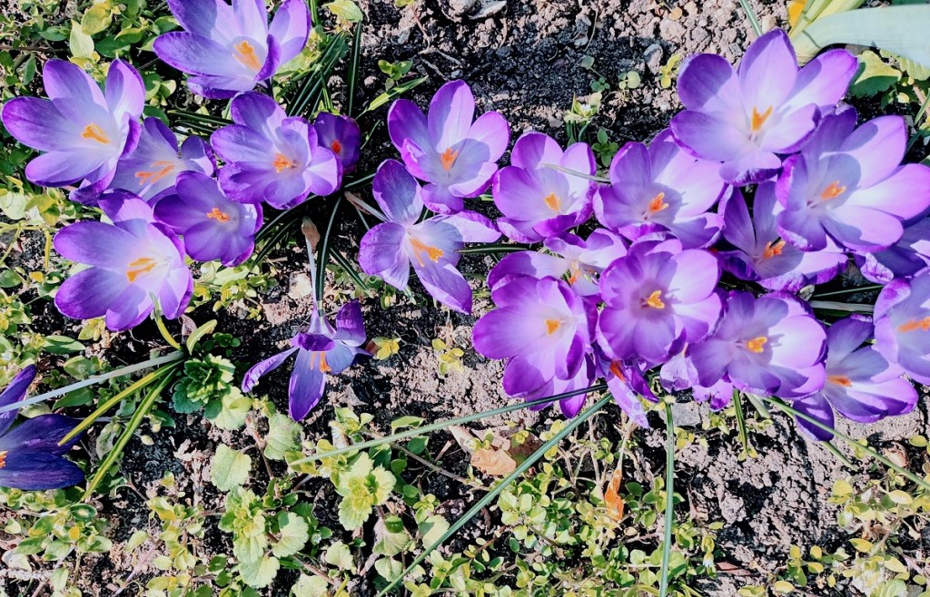 A cluster of purple crocus flowers blooming on a garden bed, surrounded by green leaves and soil.
