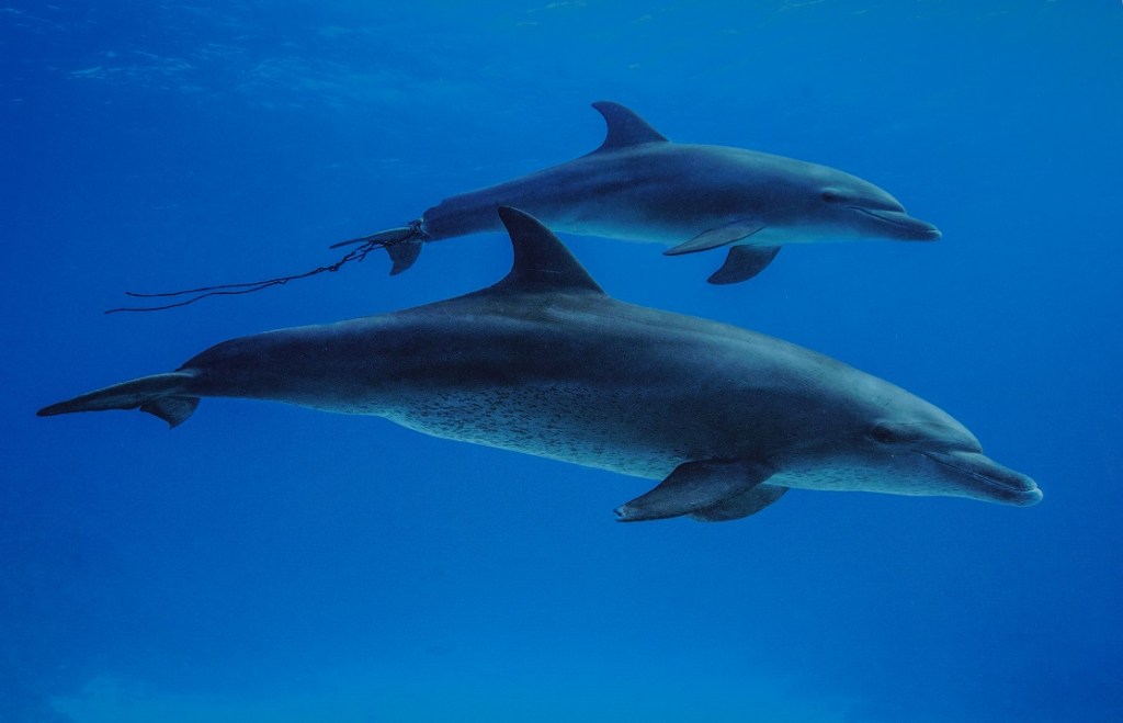 Habituated bottlenose dolphins taken by Prince Hussain Aga Khan at a site known as Dolphin Reef near Hurghada, Egypt, November 2020. Note the rope attached and digging deep into the second dolphin's tail