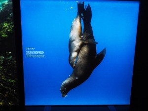 Hussain Aga Khan The Living Sea Calgary, Simerg