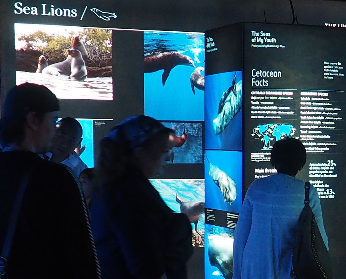 Sea Lions, Hussain Aga Khan