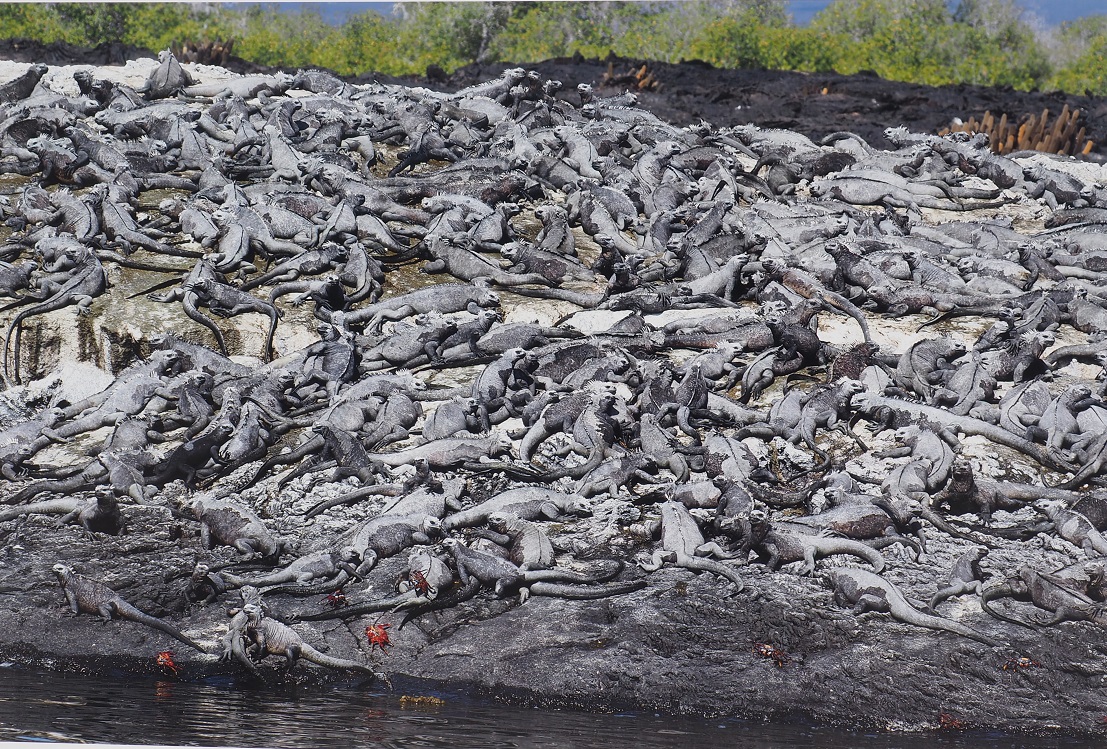Adam Walji Sayed -- listen to his audio below -- picked "Marine Iguanas" as his favourite image in Prince Hussain Aga Khan's exhibition The Living Sea - Fragile Beauty that is on display at the Ismaili Centre Toronto until June 4, 2023.