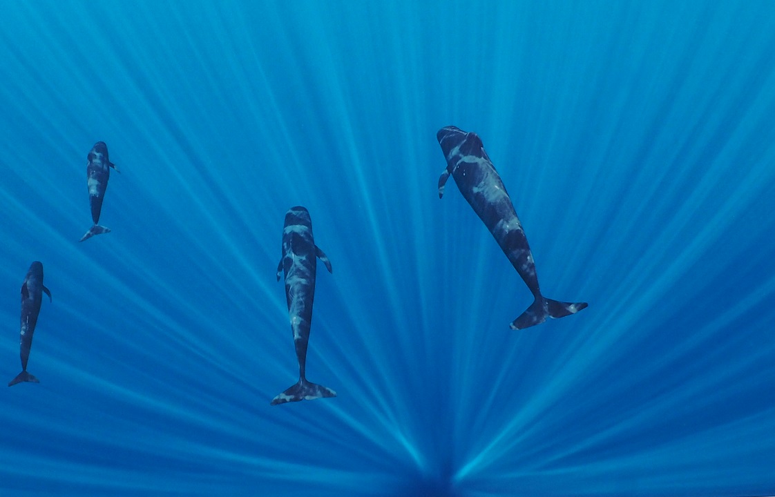 Hussain Aga Khan The Living Sea