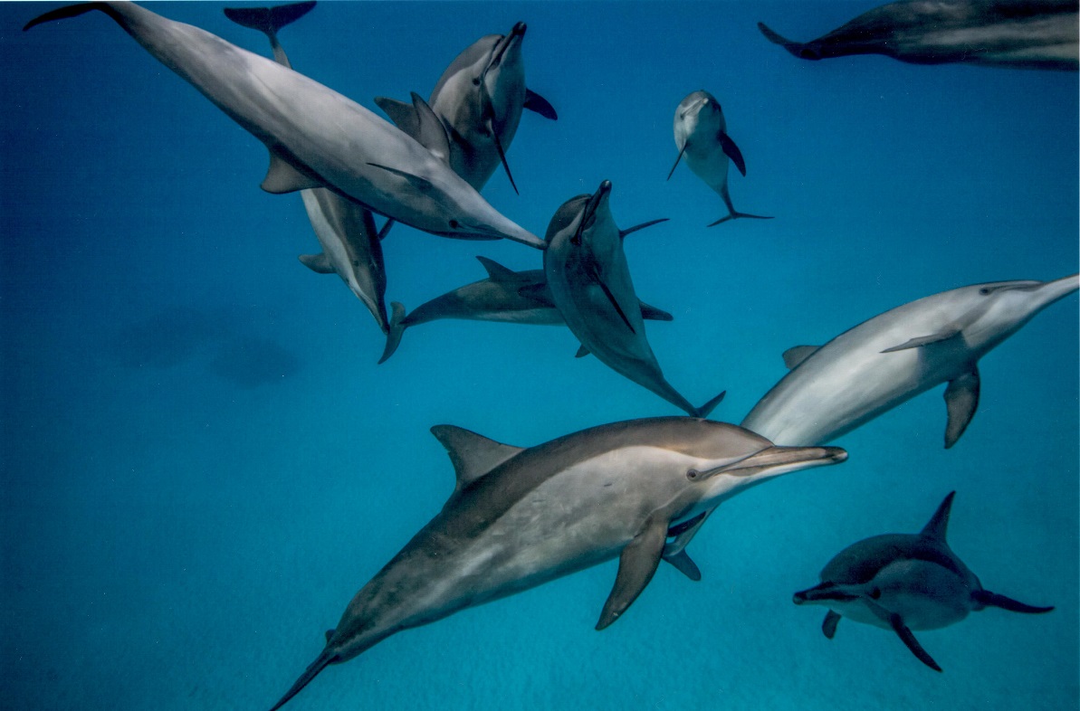 Photograph: Hussain Aga Khan/Diving into Wildlife