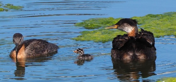 Grebettes to Red-Necked Grebes at Pond on Country Hills Blvd Calgary, Simerg, Malik Merchant