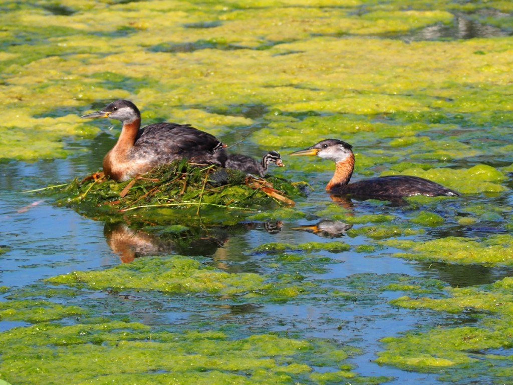 Grebettes to Red-Necked Grebes at Pond on Country Hills Blvd Calgary, Simerg, Malik Merchant