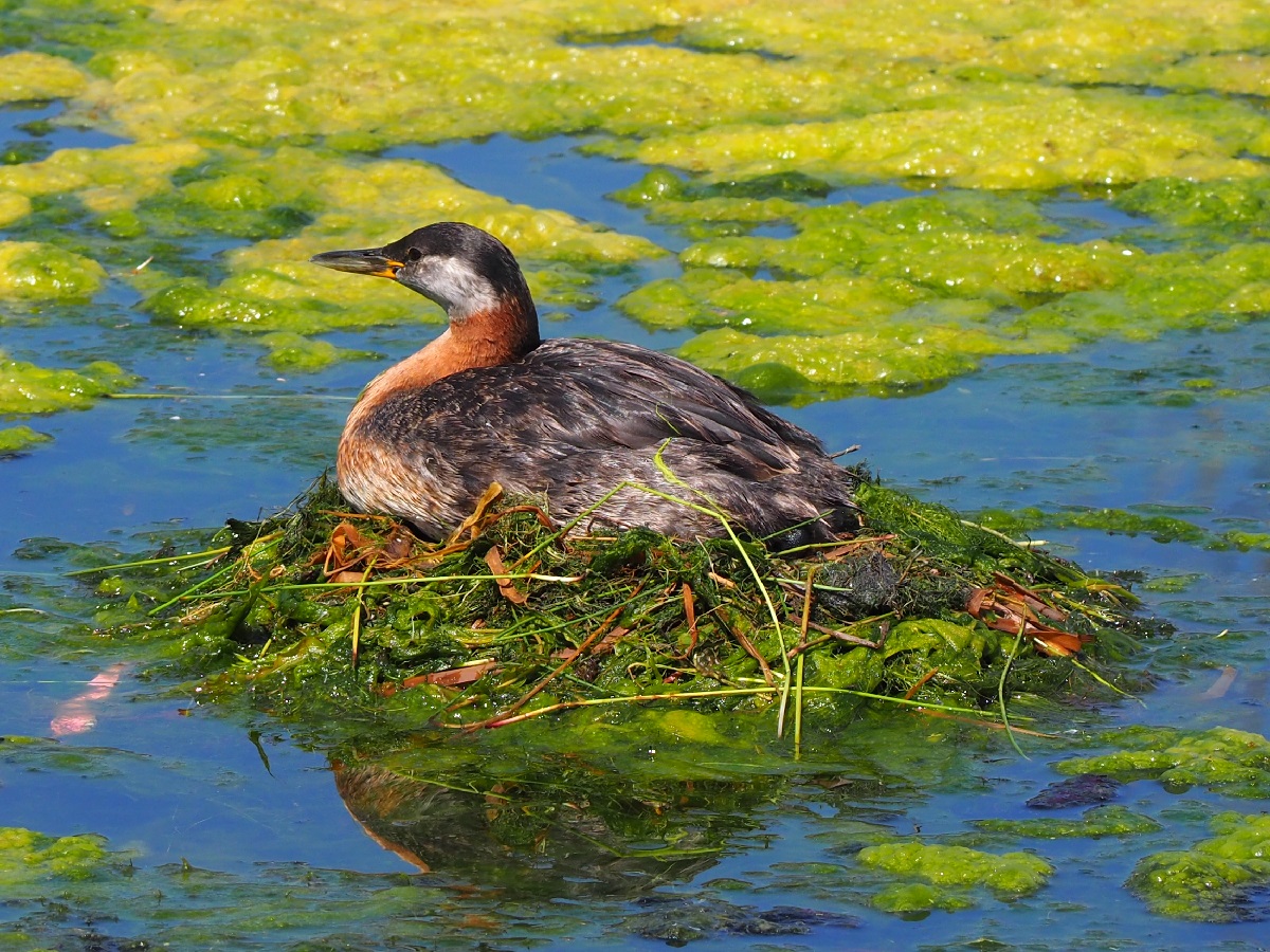 Grebettes to Red-Necked Grebes at Pond on Country Hills Blvd Calgary, Simerg, Malik Merchant