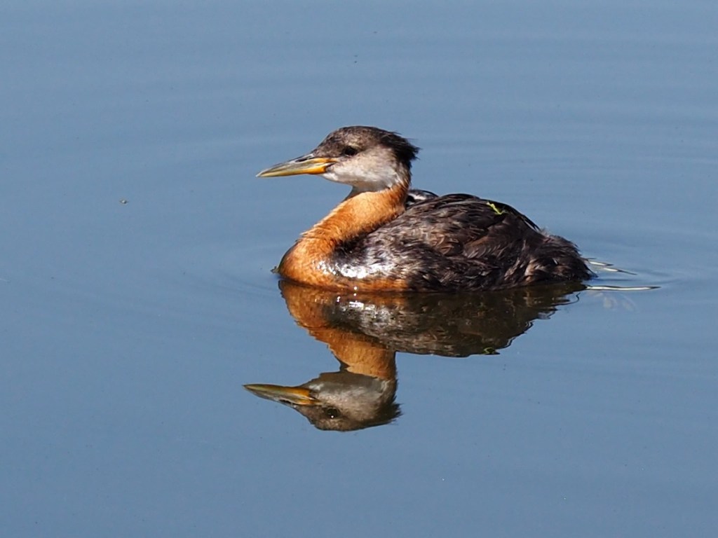Grebettes to Red-Necked Grebes at Pond on Country Hills Blvd Calgary, Simerg, Malik Merchant