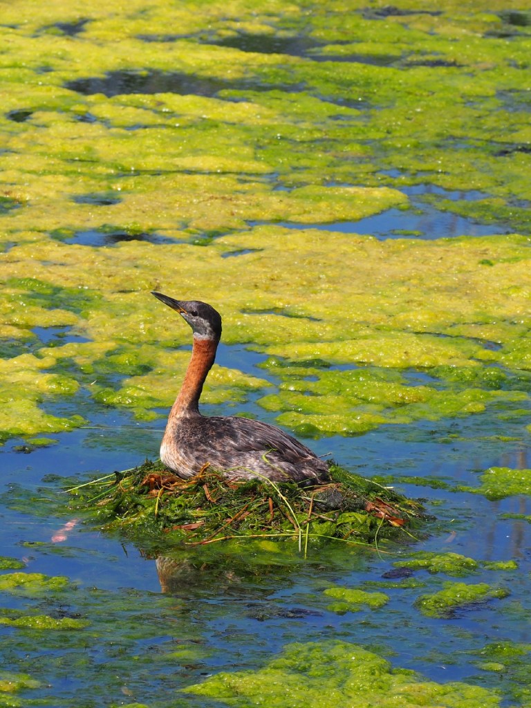 Grebettes to Red-Necked Grebes at Pond on Country Hills Blvd Calgary, Simerg, Malik Merchant