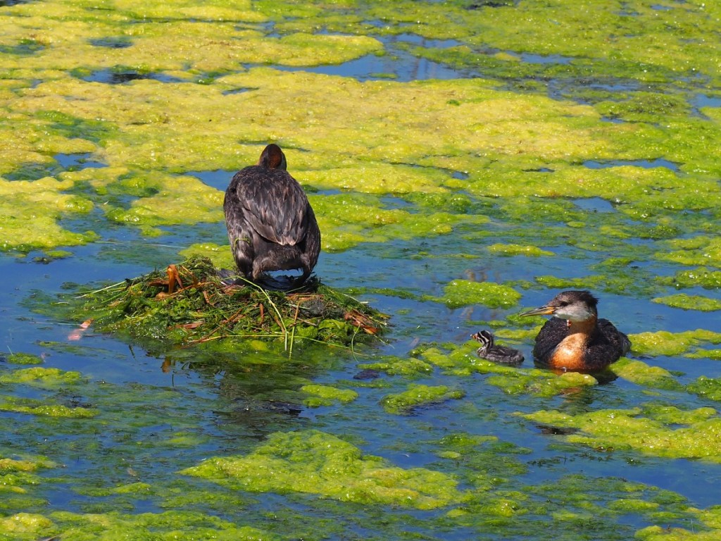 Grebettes to Red-Necked Grebes at Pond on Country Hills Blvd Calgary, Simerg, Malik Merchant