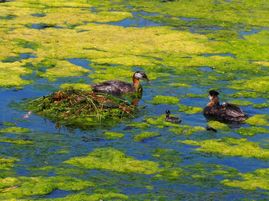 Grebettes to Red-Necked Grebes at Pond on Country Hills Blvd Calgary, Simerg, Malik Merchant
