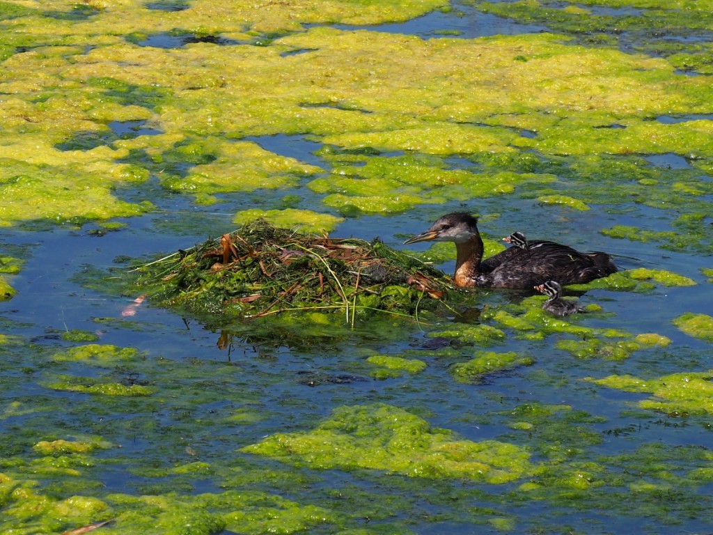 Grebettes to Red-Necked Grebes at Pond on Country Hills Blvd Calgary, Simerg, Malik Merchant