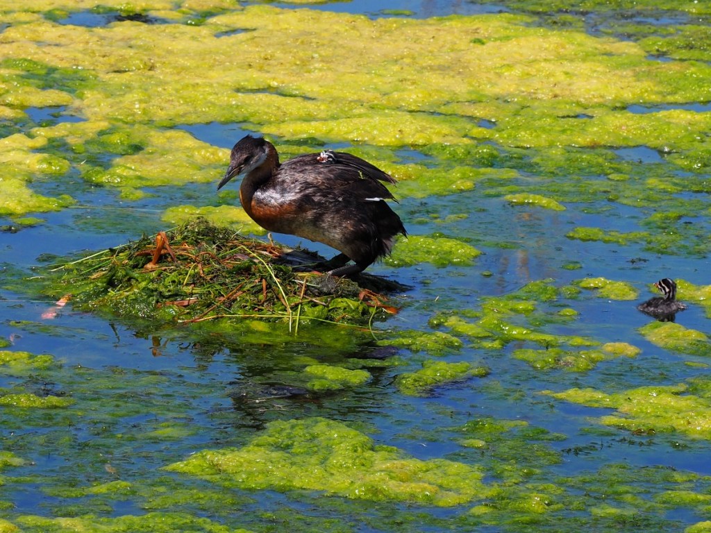 A Red-necked Grebe on a nest made of vegetation in a pond, surrounded by green algae and water, with a chick visible nearby.