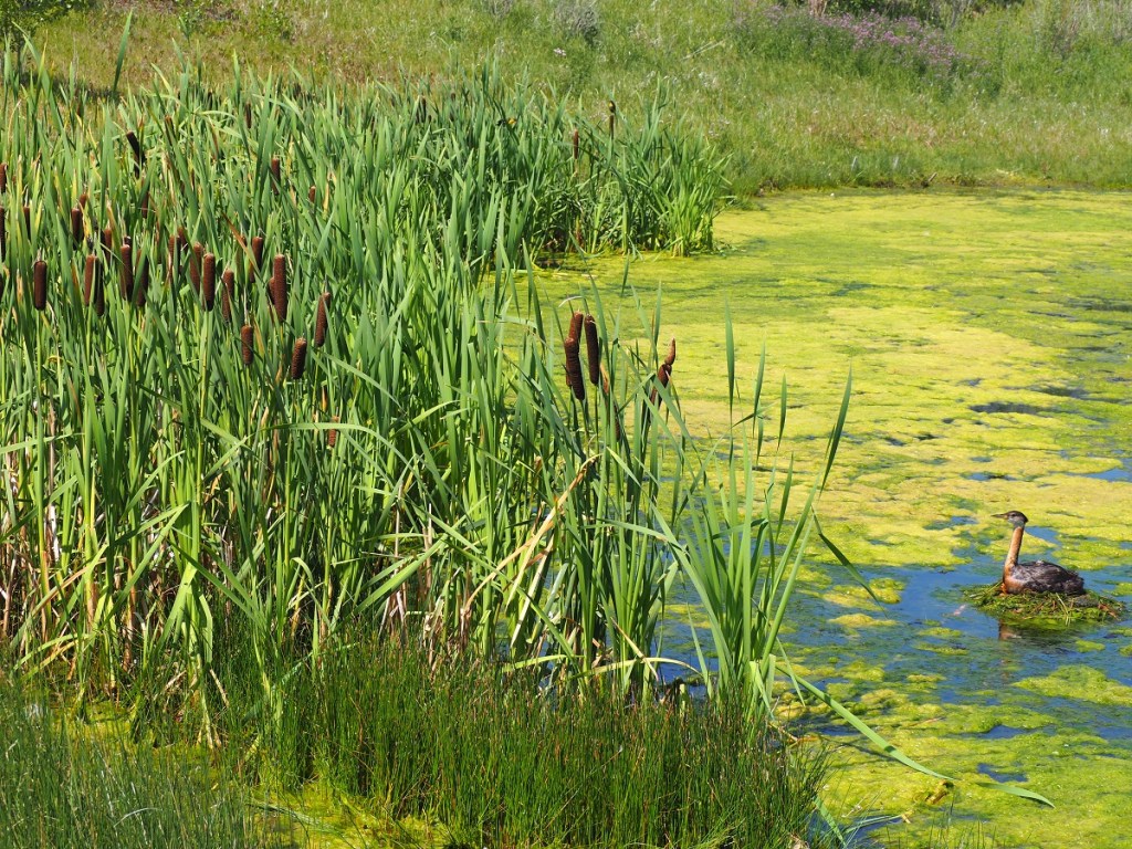 Grebettes to Red-Necked Grebes at Pond on Country Hills Blvd Calgary, Simerg, Malik Merchant