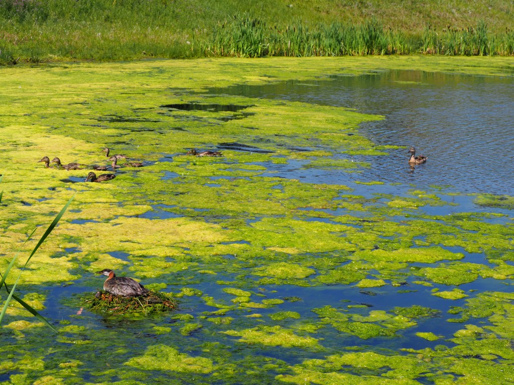 Grebettes to Red-Necked Grebes at Pond on Country Hills Blvd Calgary, Simerg, Malik Merchant