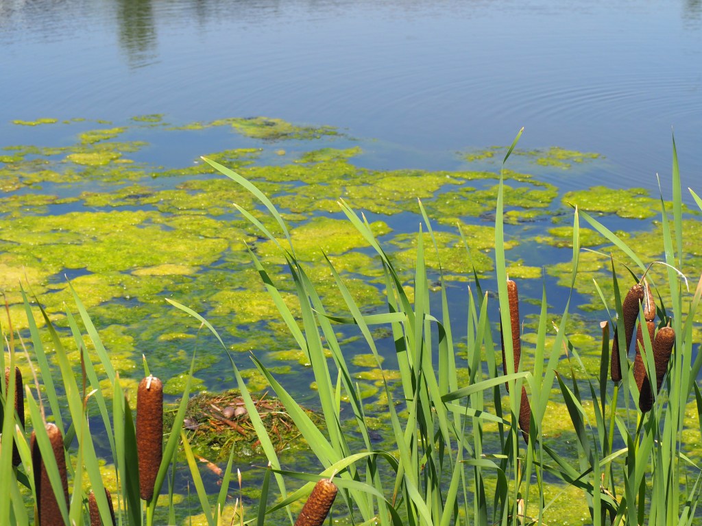 Grebettes to Red-Necked Grebes at Pond on Country Hills Blvd Calgary, Simerg, Malik Merchant