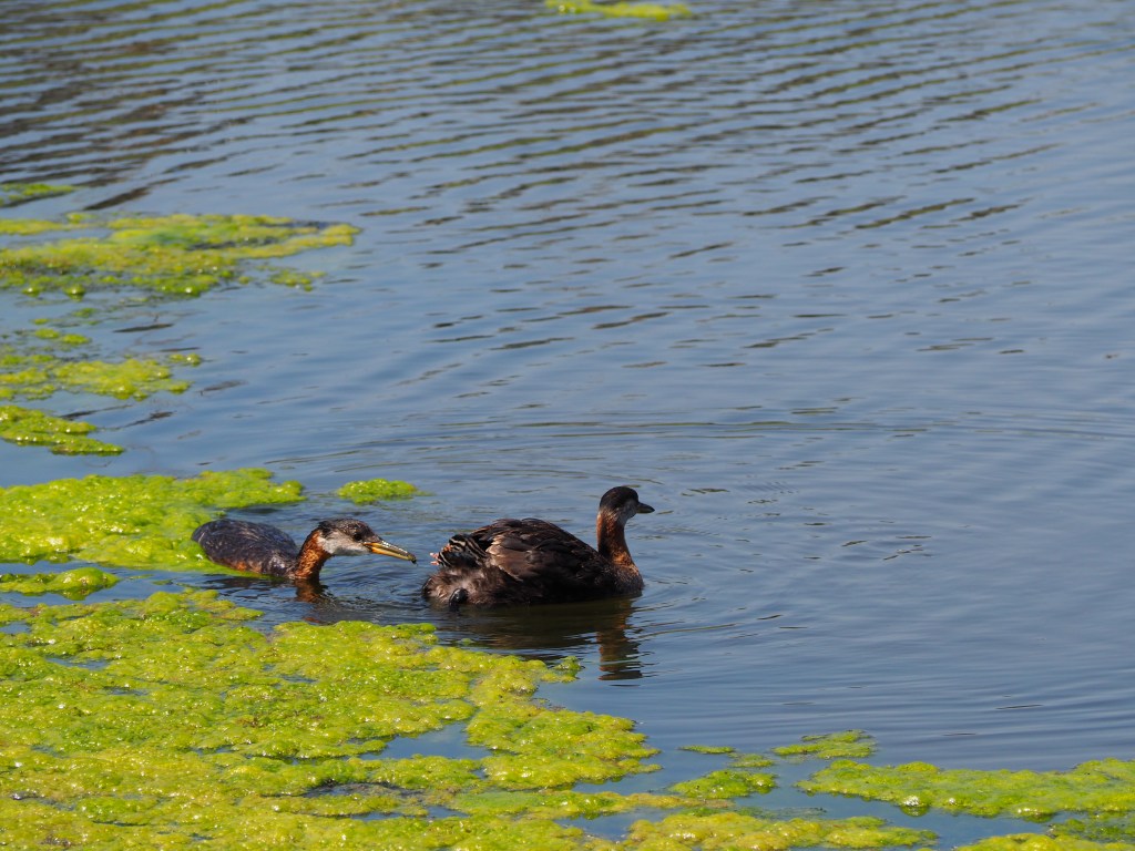Grebettes to Red-Necked Grebes at Pond on Country Hills Blvd Calgary, Simerg, Malik Merchant