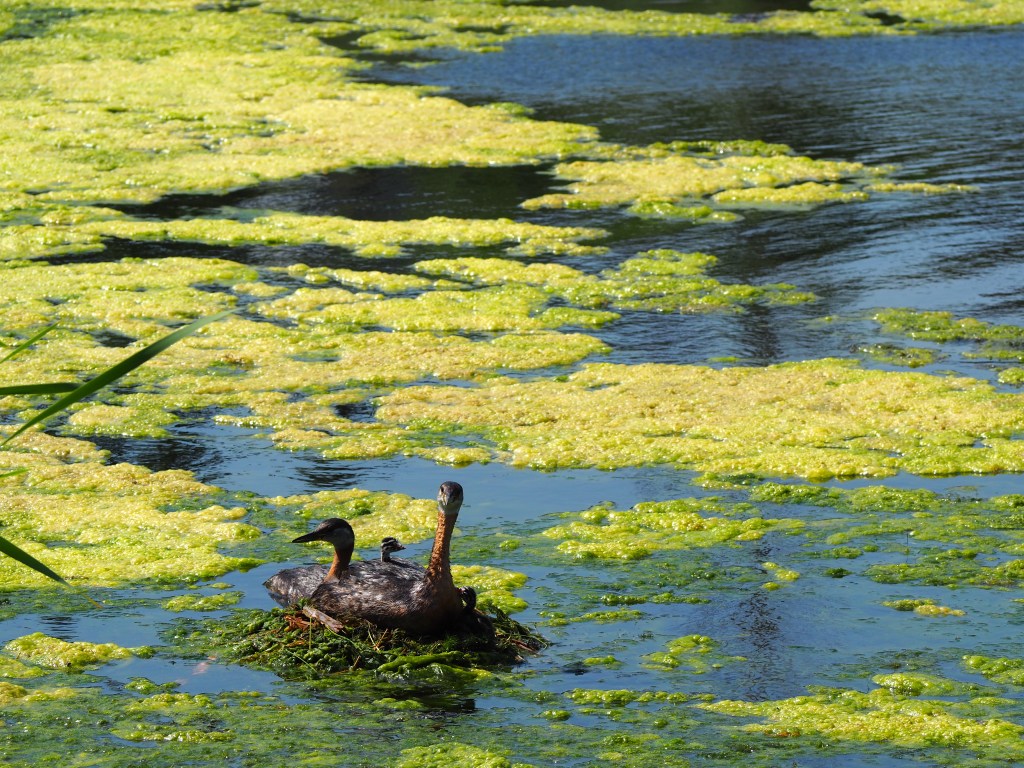 Grebettes to Red-Necked Grebes at Pond on Country Hills Blvd Calgary, Simerg, Malik Merchant
