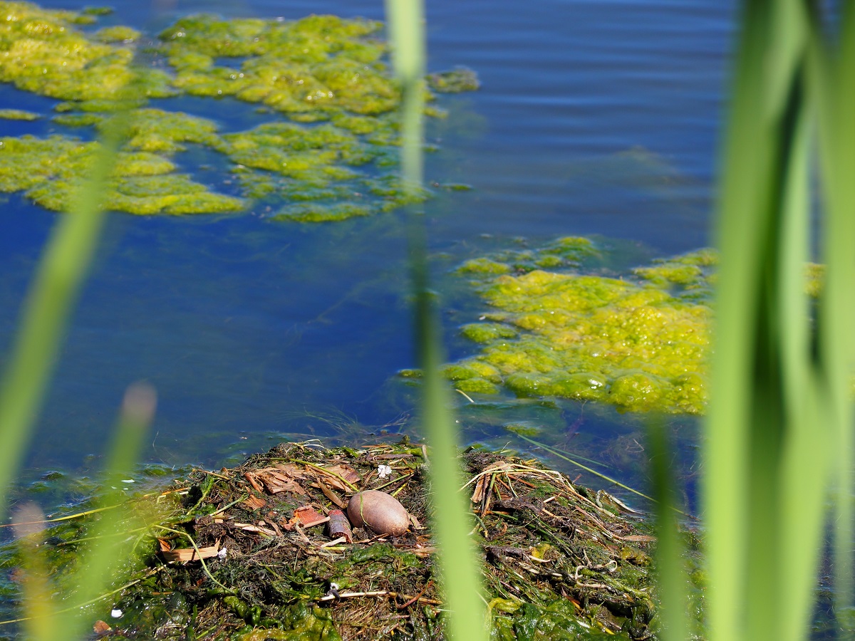 Red-necked Grebe Country Hiils Blvd Calgary, Malik Merchant Simergphotos