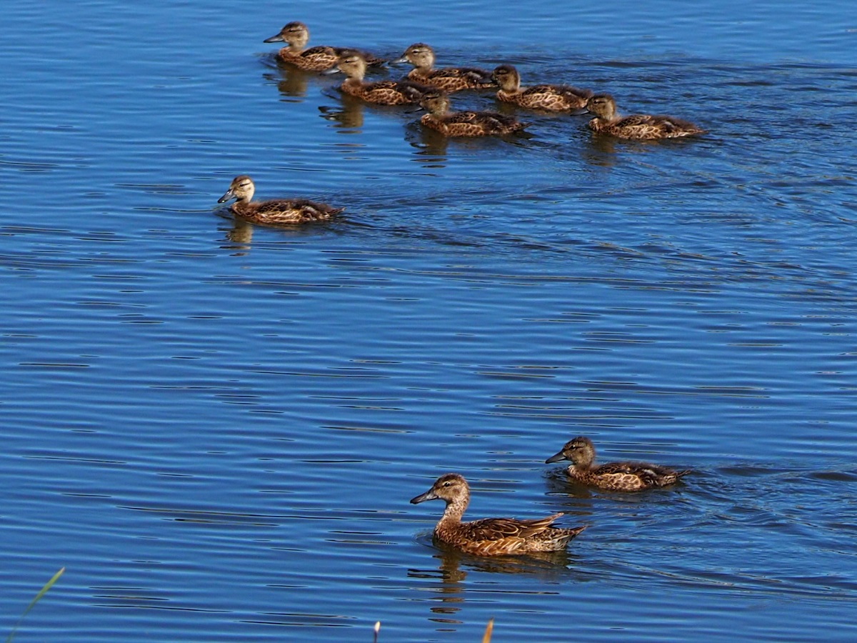 A group of ducks swimming in a calm blue pond, with some ducks in the foreground and others trailing behind.