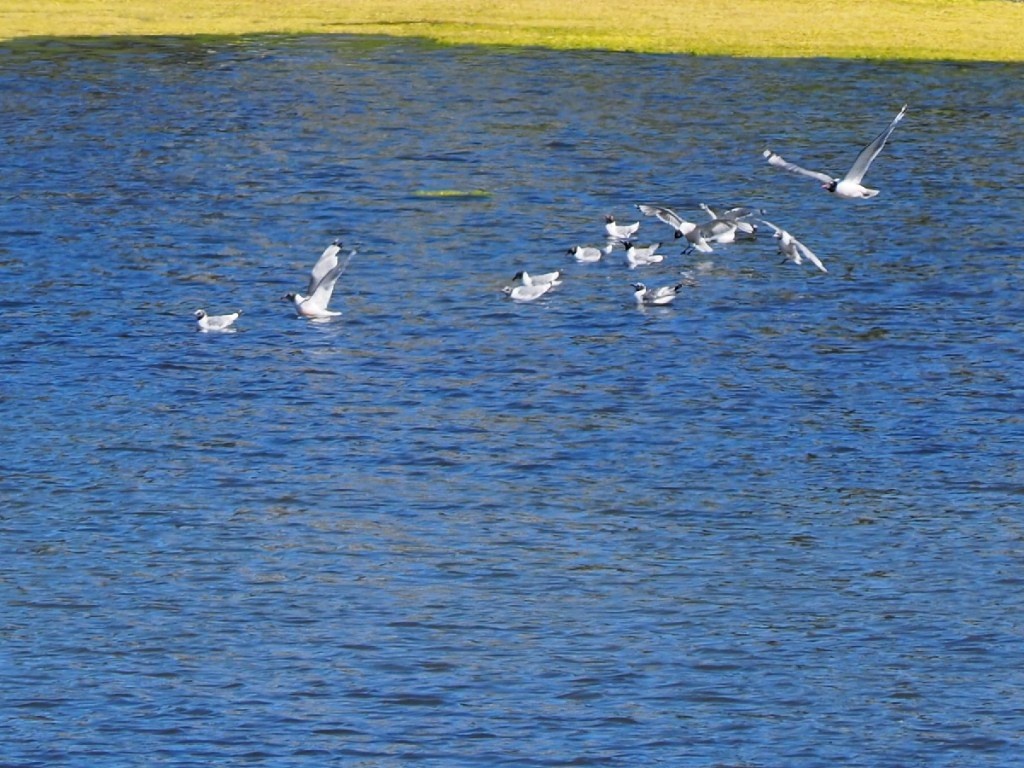 A group of birds, likely seagulls, flying over and swimming in a pond with shimmering blue water.