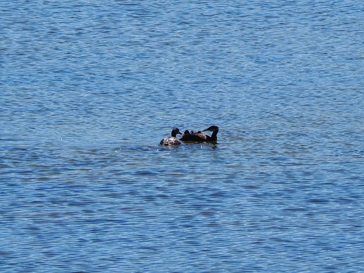 Red-necked Grebe Family Calgary Country Hills Blvd Pond, Malik Merchant Simerg