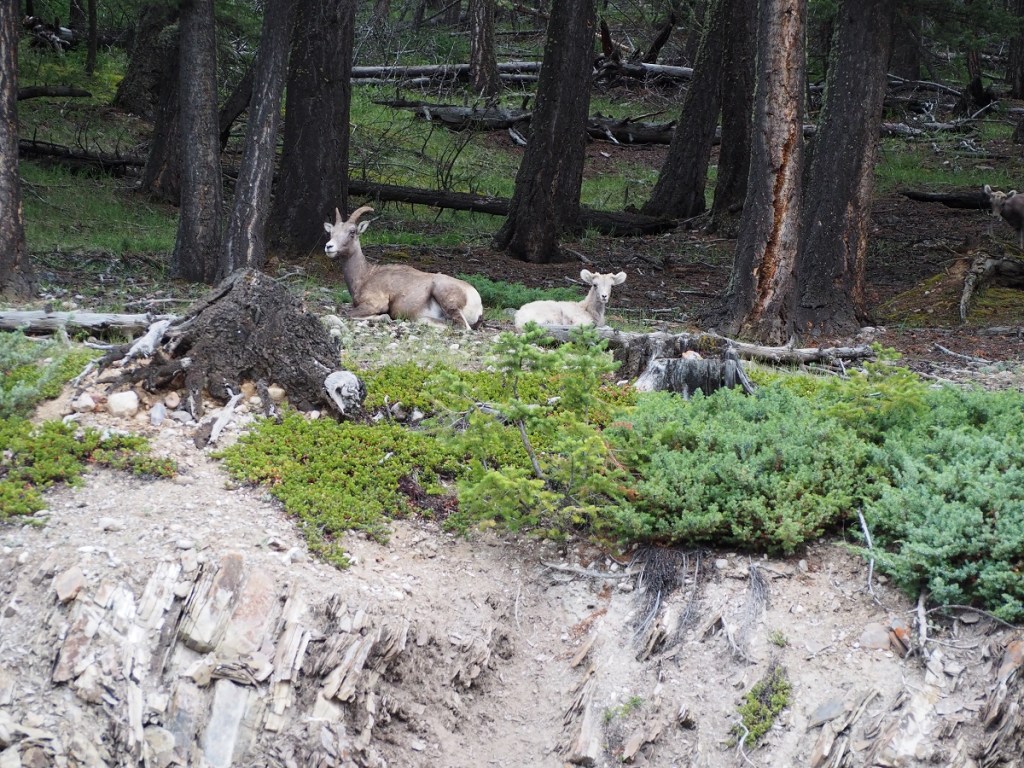 Big Horn Sheep near Two Jack Lake on the Lake Minnewanka loop drive. 