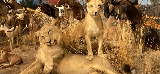 An exhibit of African animals at Sundre's “World of Wildlife” exhibition. Please click on the image for the story and more photos.