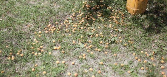 July in the valey of Vanch in the Pamirs. Entire orchards, rooftops and large rocks are covered with apricots drying in the sun.